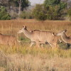 Female kudu, Botswana
