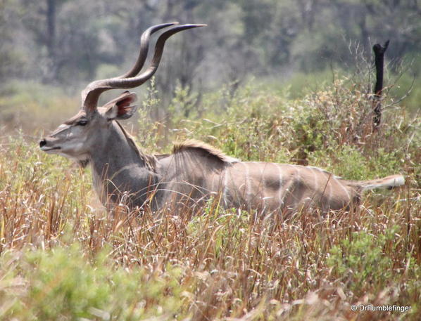 Male kudu, Botswana