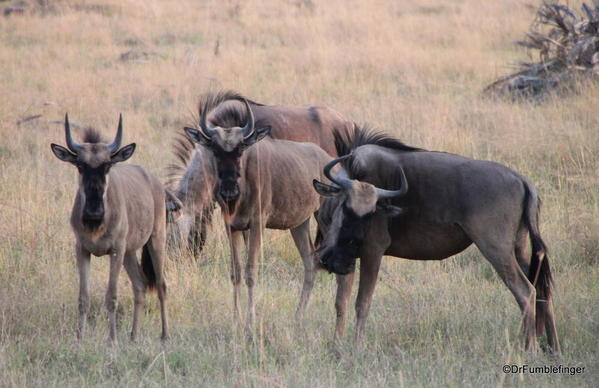 019 Botswana wildebeest