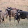 Wildebeest herd, Botswana: Wildebeest are among the ugliest animals in Africa