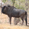 Wildebeest, Botswana
