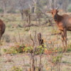 Tsessebe, Botswana: The fastest ungulate in Africa