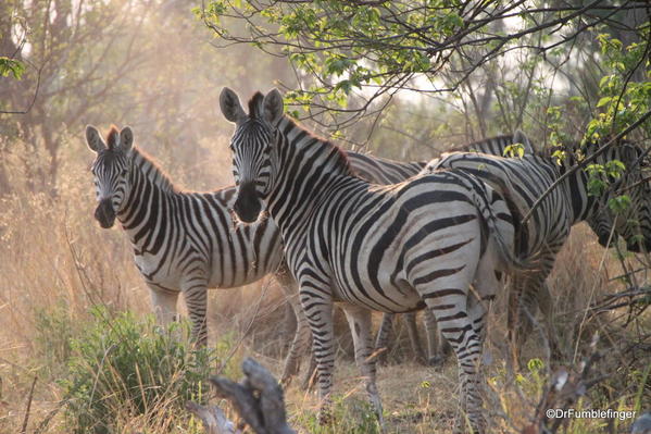 025 Botswana zebra
