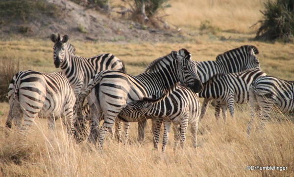 026 Botswana zebra 2