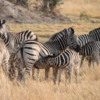 Zebra, Botswana: Note the mom zebra nursing her calf