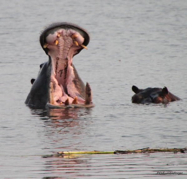 028 Botswana hippo
