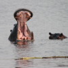 Hippo pool, Botswana
