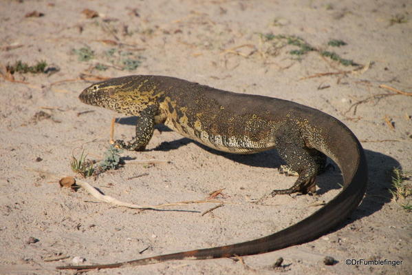 029 Botswana monitor lizard