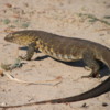 Monitor lizard, Botswana: Maybe 2 meters in length
