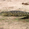 Nile crocodile, Botswana