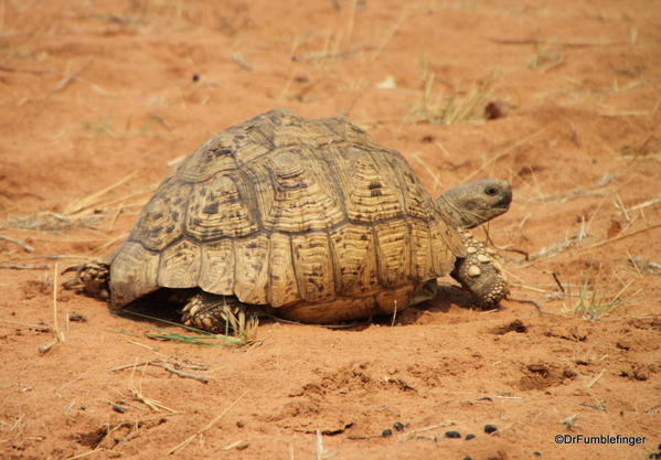 031 Botswana Leopard Turtle