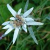 Floare de Colt (also known for "Edelweiss"