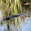 Everglades alligator: I really like the reflection of the sawgrass on this one!