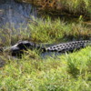 Everglades alligator: We walked right by it before turning around and seeing it lie there.