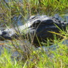 Everglades alligator