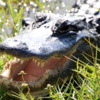 Everglades alligator: The opened mouth is a threatening gesture.  Don't get too close!!
