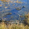 Everglades alligator: Being partially submerged hides its true size.  Maybe the biggest gator we saw.