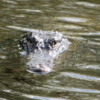 Everglades alligator: This one was following us as we walked along the path.  Creepy feeling!