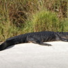 Everglades alligator: It's common to see them lying beside the road.  This one was unusually large.