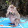 Monkey on the PhiPhi Islands, Thailand