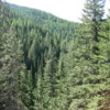 Trail to Stevens Lake, Idaho: The lower portion of the trail takes you thru a fairly thick forest and steeply up hill.