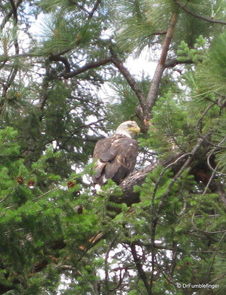 Bald eagle, spotted while rafting the Clark Fork River, Montana