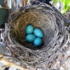 Robin's eggs....
