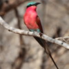 Scarlett Breasted Bee Eater: A beautiful brilliantly colored bird