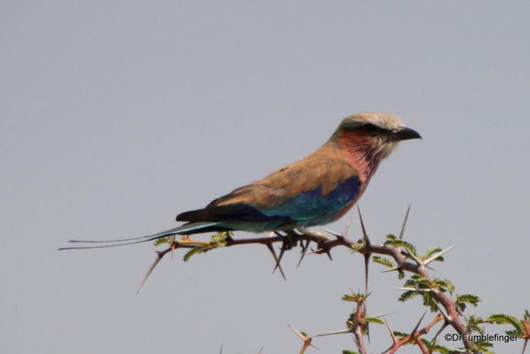 003 Lilac breasted Roller