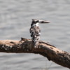 Kingfisher, holding a minnow