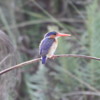 Kingfisher sitting on a papyrus reed