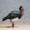 Spur-Winged Goose