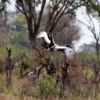Saddlebill stork taking flight