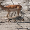 Cory Bustard &amp; Impala: One of the largest birds in Africa.