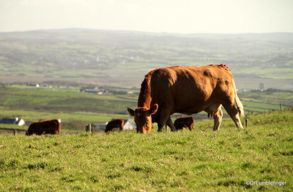 Cliffs of Moher. Cattle grazing