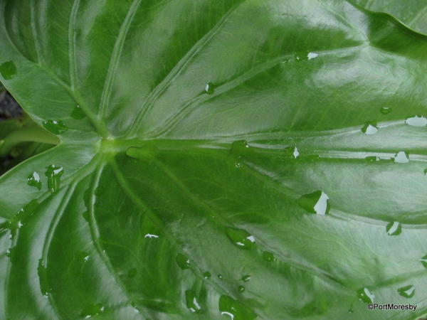 Philodendron & rain.