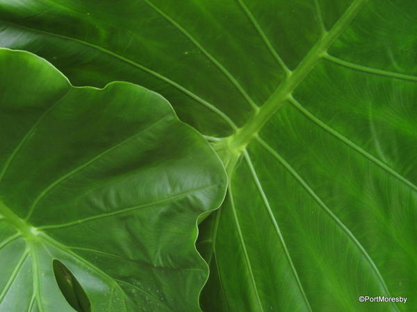 Philodendron composition.