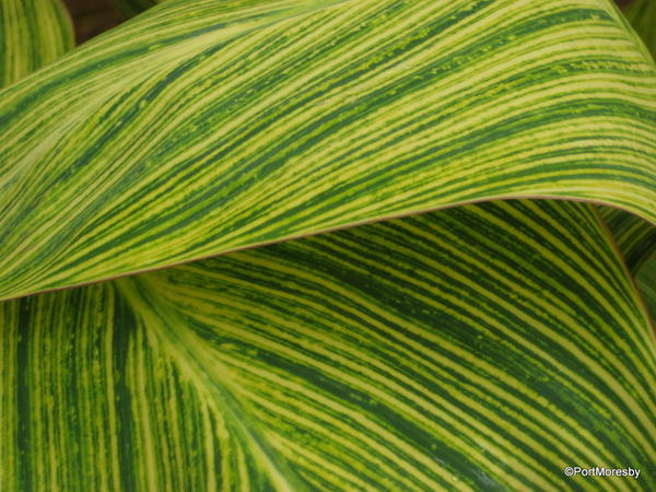Green stripes, composition.