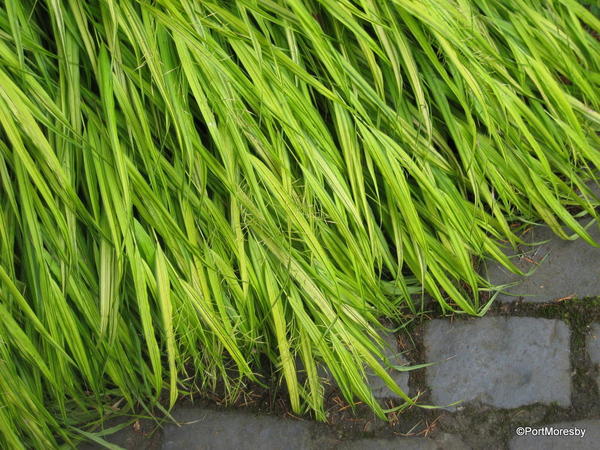 Grass at the edge.
