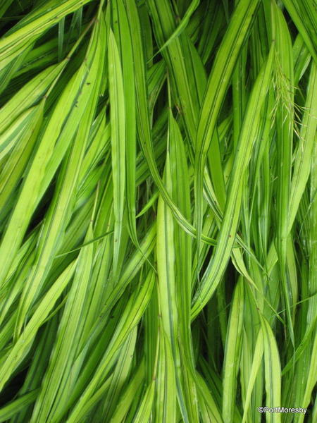 Grass close-up.