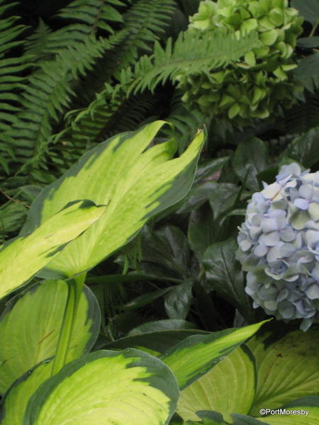 Hydrangea with green things.
