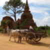 BaganW_oxen