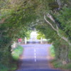 The Dark Hedges end at entrance to Gracehill Golf Club.