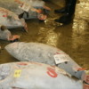 Tokyo Fish Auction and Market: Frozen tuna