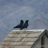 1-1024px-Avian_Friends_at_Rooftop