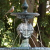 Buenos Aires, Jardin Botanico.  Bird drinking at a fountain