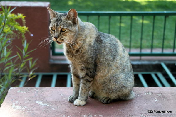 Buenos Aires, Jardin Botanico. Feral cat, one of dozens in the park