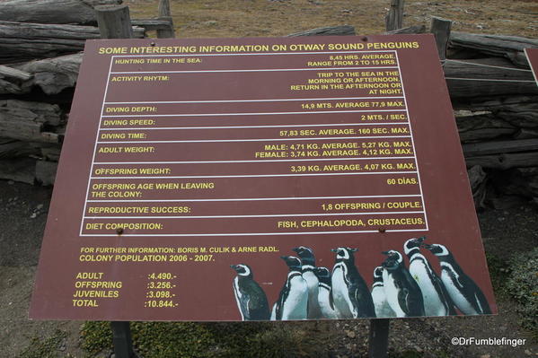 Some background information, Otway Penguin Colony