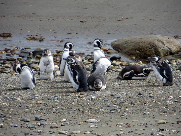 Magellanic penguins, Otway Penguin Colony