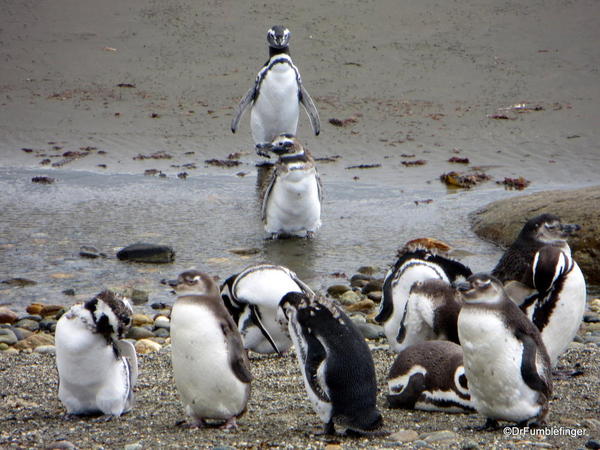 Title Magellanic penguins, Otway Penguin Colony